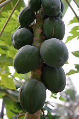 Image showing Papaya tree