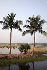 Image showing Rice field in Kumrokhali, West Bengal, India.