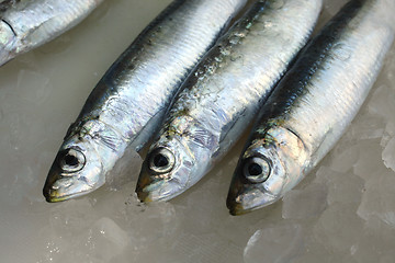 Image showing Fresh salt water Sardines