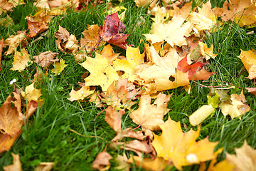 Image showing fallen autumn maple leaves on green grass