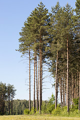 Image showing pine trees in the forest