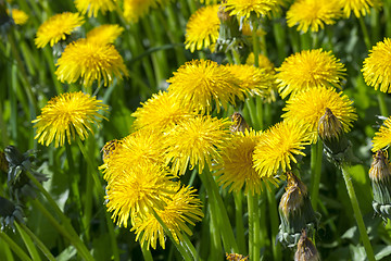 Image showing yellow dandelions in spring