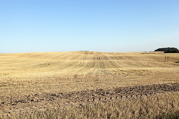 Image showing agricultural field, cereals