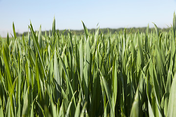 Image showing Field with cereal