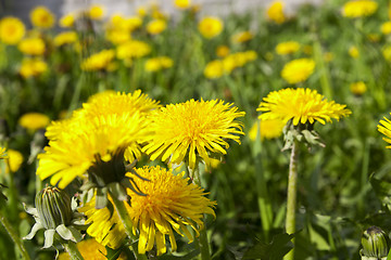 Image showing yellow dandelions in spring