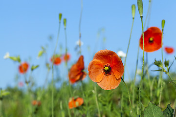 Image showing Red Poppy , field