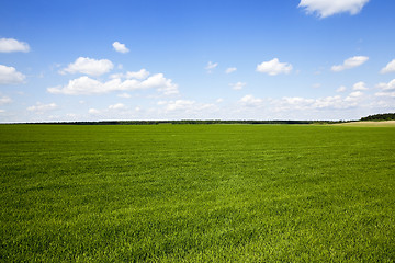 Image showing Agriculture. cereals. Spring