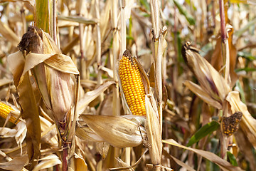 Image showing yellowed ripe corn