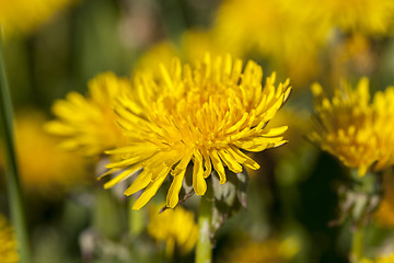 Image showing yellow dandelions in spring