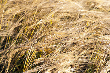 Image showing mature cereal, close-up