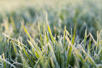 Image showing wheat during frost