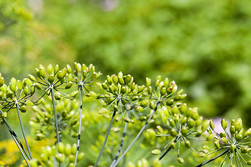 Image showing green umbrella dill