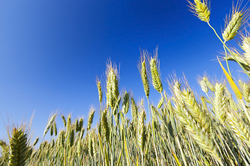 Image showing immature yellowing wheat