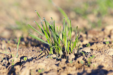 Image showing young grass plants, close-up