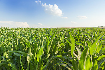 Image showing Field with corn