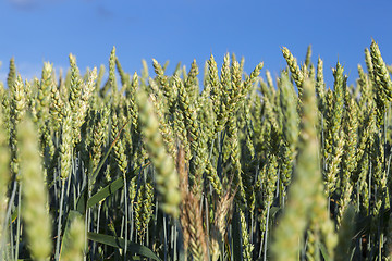 Image showing Field with cereal