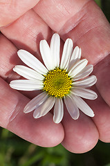 Image showing camomile flower close-up