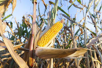 Image showing yellowed ripe corn