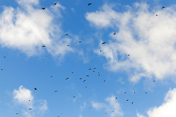 Image showing birds flying in the sky