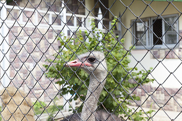 Image showing Ostrich in the zoo