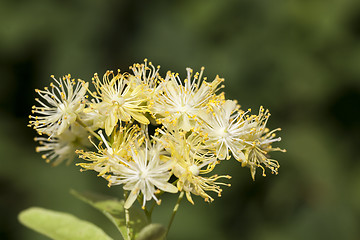 Image showing flowering linden trees