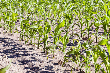 Image showing Field of green corn