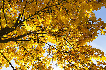 Image showing maple trees in the fall