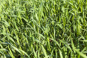 Image showing Field with cereal