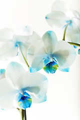 Image showing Blue Orchid, close-up