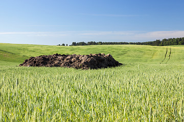 Image showing Field with cereal