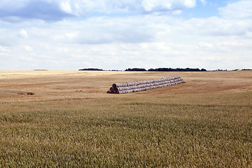 Image showing stack of wheat straw