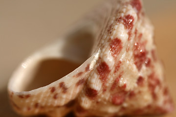 Image showing Seashell