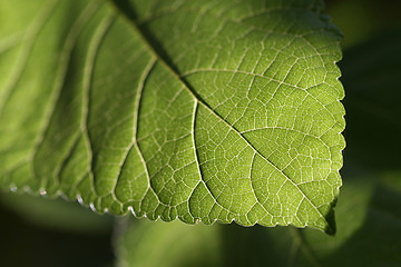 Image showing Amazing Green