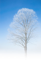 Image showing Frozen tree frosty twigs on snowbound snowfield scene