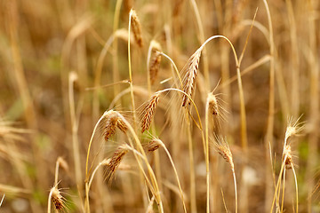 Image showing cereal field with spikelets of ripe rye or wheat