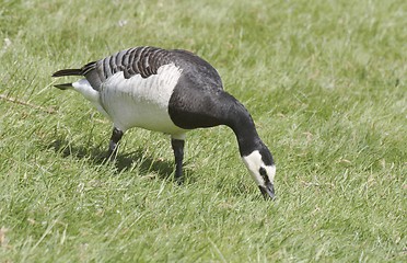 Image showing Barnacle goose