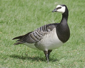 Image showing Barnacle goos.