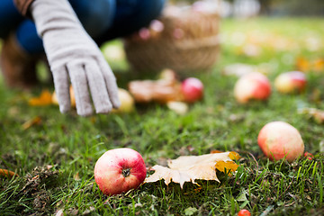 Image showing woman with basket picking apples at autumn garden