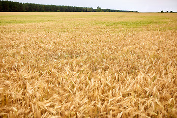 Image showing cereal field with spikelets of ripe rye or wheat