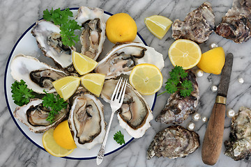 Image showing Oysters