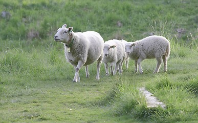 Image showing Sheep with lamb