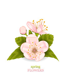 Image showing Cherry Blossom with Leaves Isolated on White Background