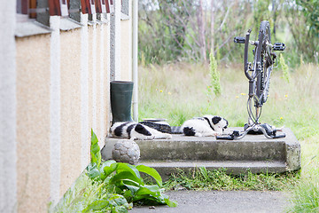 Image showing Border Collie puppies sleeping on a farm