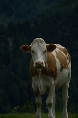 Image showing Cow at the Nock Alp, Austria