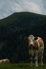 Image showing Cow at the Nock Alp, Austria