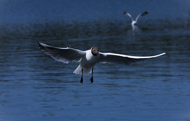 Image showing gull