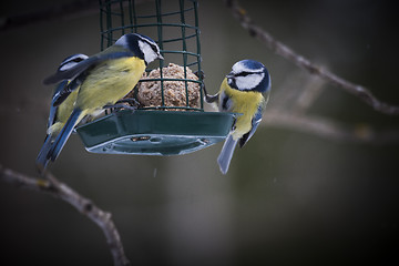 Image showing blue tits