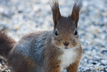 Image showing red squirrel