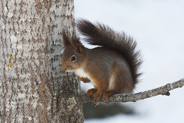 Image showing red squirrel