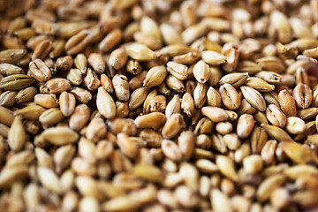 Image showing close up of malt or cereal grains